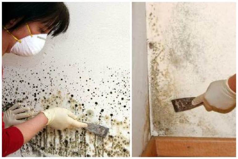 Как убрать плесень со стен в квартире и доме
