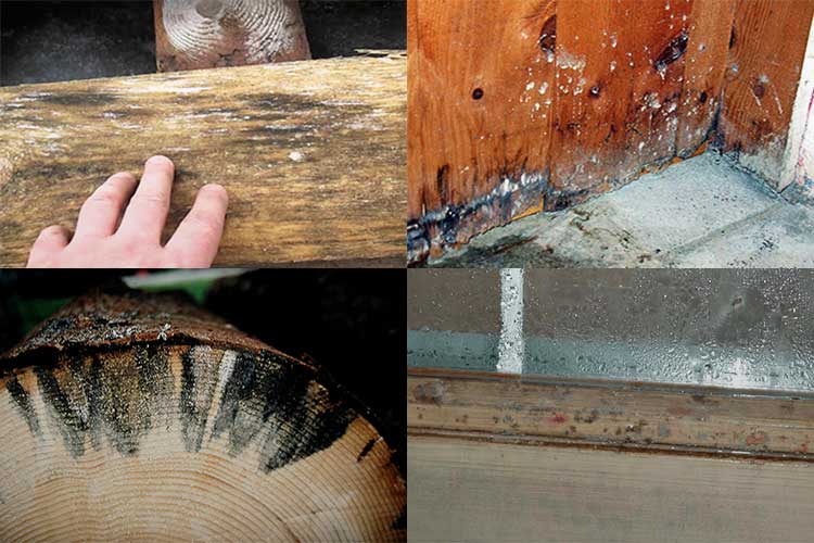 Как вывести плесень на деревянном доме: советы эксперта, 4 фото