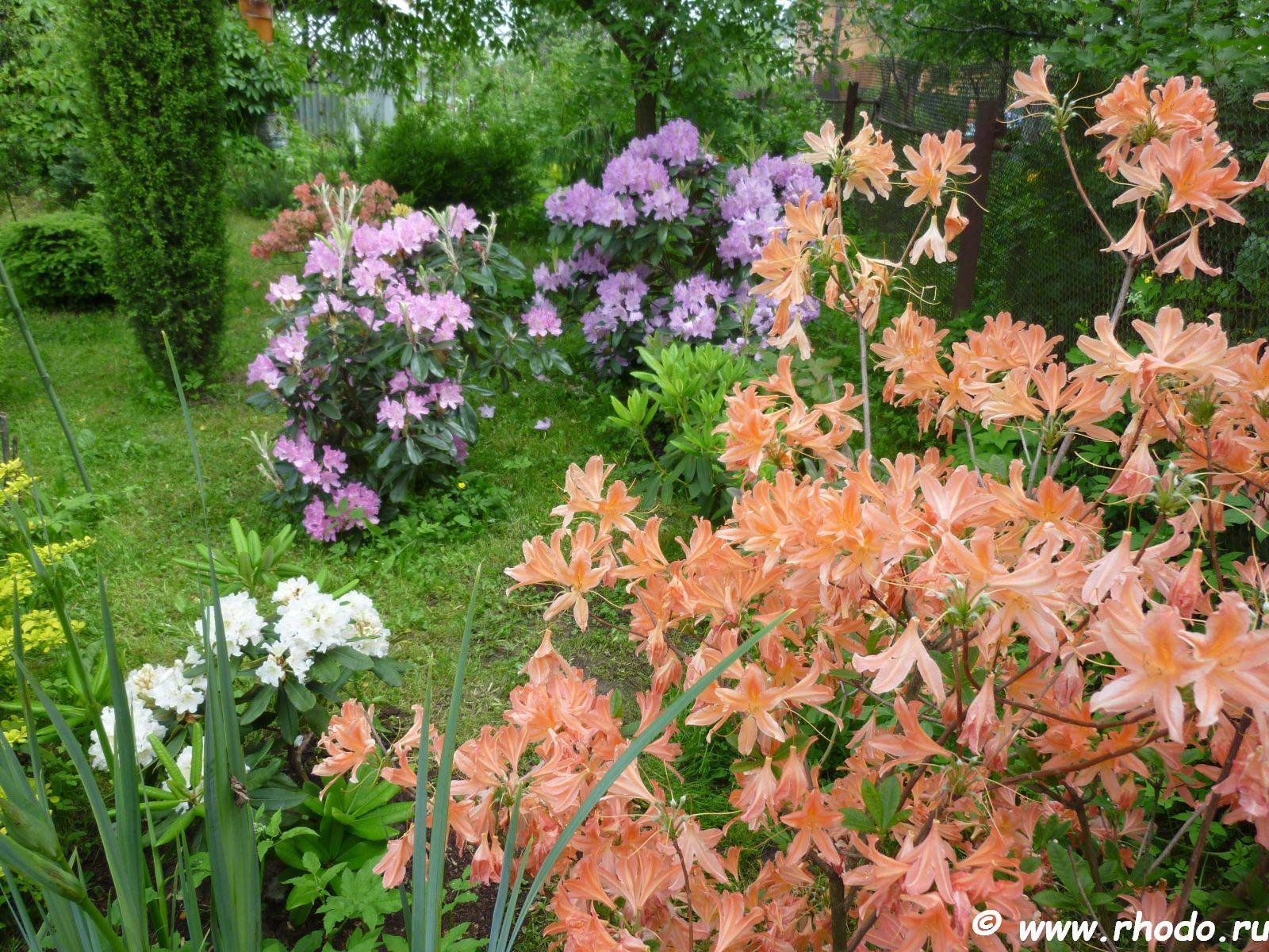 Листопадные азалии (рододендроны) – посадка и уход в саду