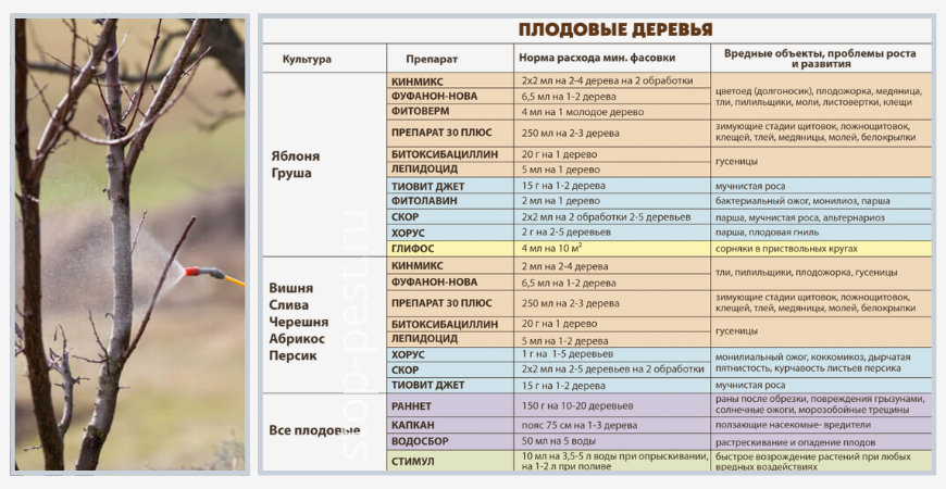 Обработка груши после цветения. Средство для обработки плодовых деревьев весной от вредителей. Весенняя обработка сада от болезней и вредителей препараты.