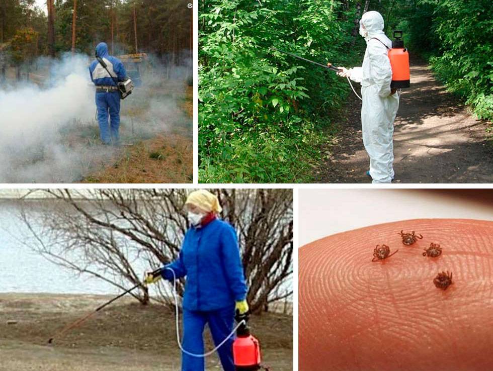 Как отпугивать и бороться с комарами на дачном, садовом участке? народные средства от комаров для дачного участка
