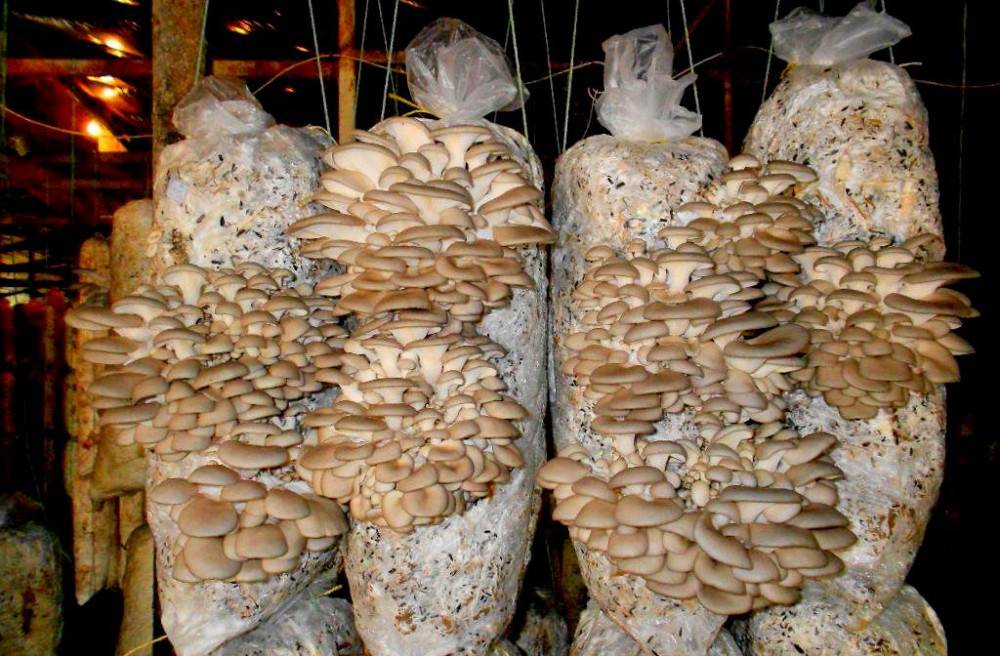 Выращивание грибов в домашних условиях: основные и альтернативные способы, какие грибы разводят дома