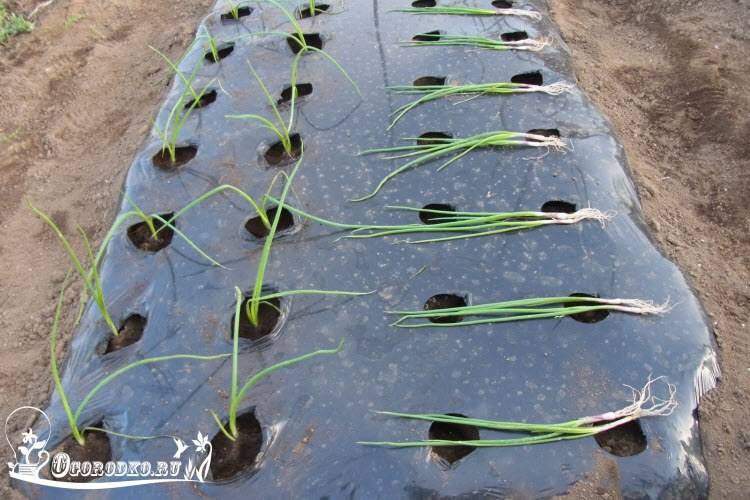 Как вырастить репчатый лук за один сезон: инструкции по выращиванию рассады, выбору сортов и уходу