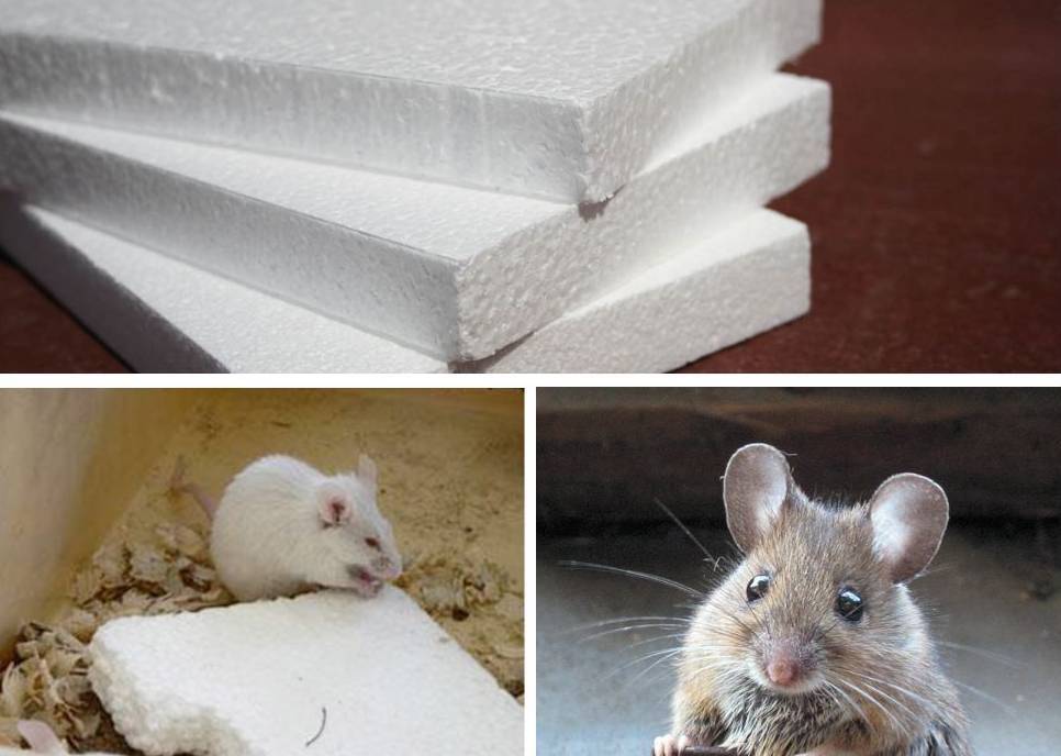 Какой утеплитель не грызут мыши и крысы – видеообзор, отзывы строителей
