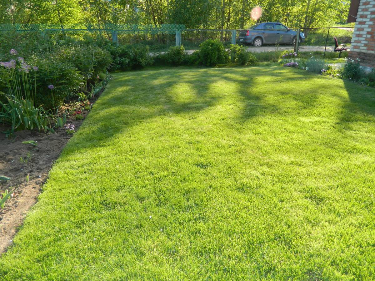 Какой вид газонной травы выбрать для посадки на даче или загородном участке?
