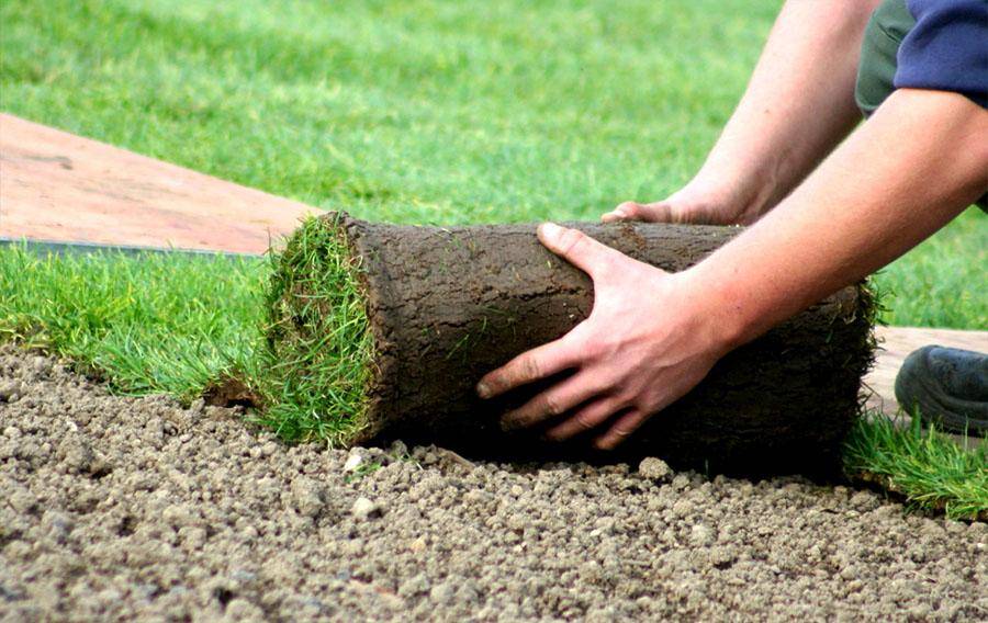 Как посадить газон своими руками: подробное руководство