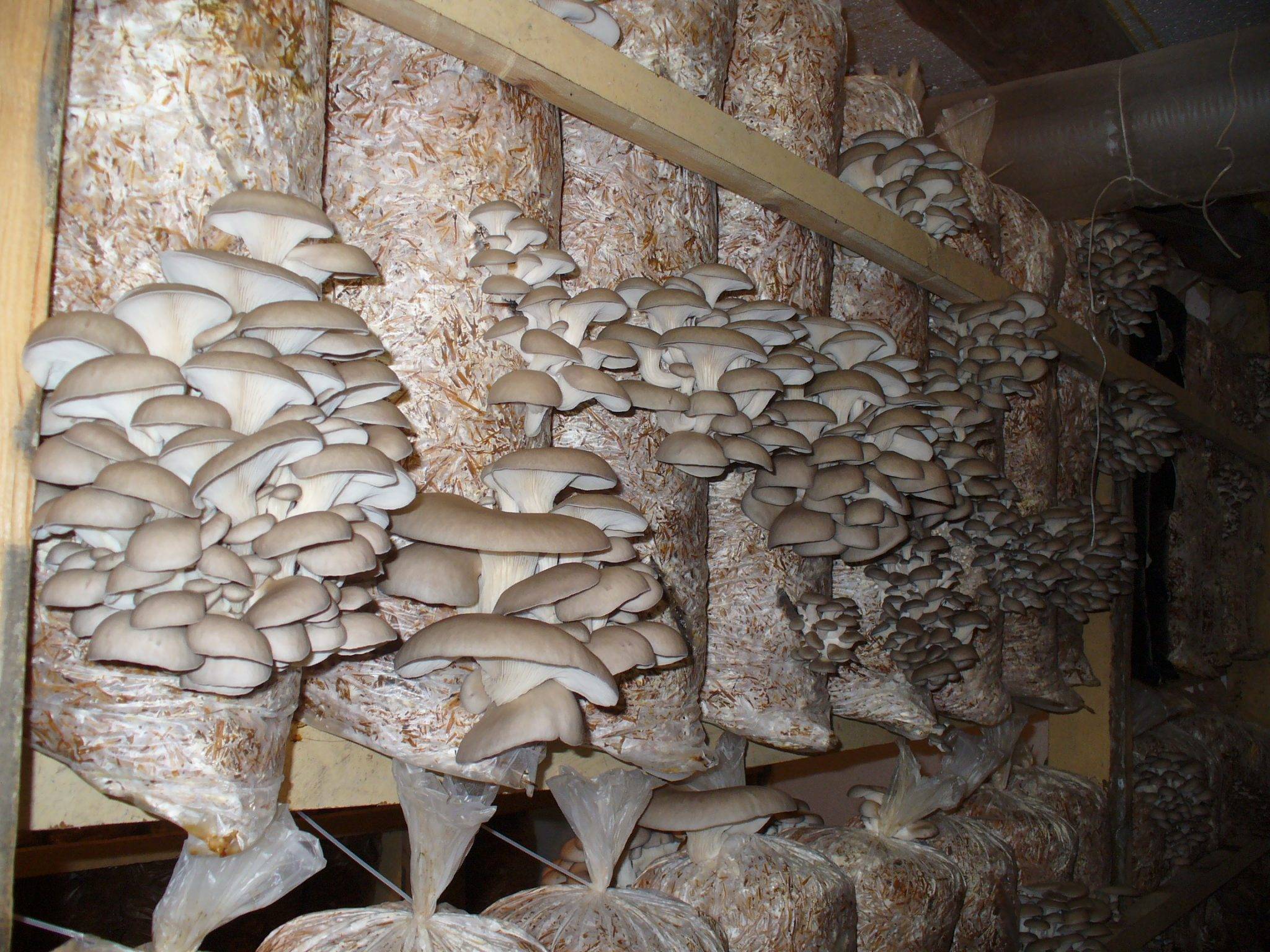 Как вырастить грибы? технологии и условия выращивания грибов :: syl.ru