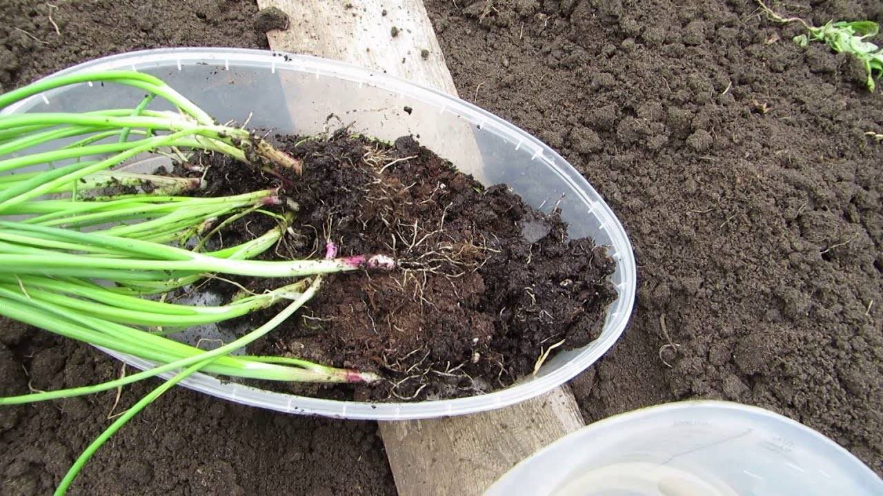 Как вырастить лук-севок из семян в открытом грунте