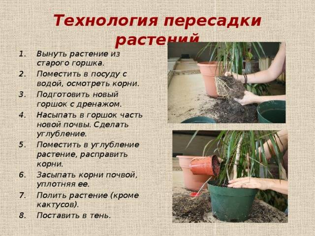 5 главных правил пересадки комнатных растений весной. время и способ пересадки, почва, горшок, дренаж. фото — ботаничка
