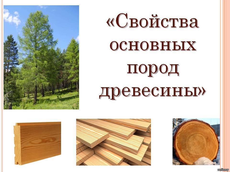 Как выбрать древесину для постройки дома: какую лучше выбрать породу