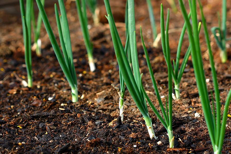 Как вырастить лук севок из семян 2 простых способа