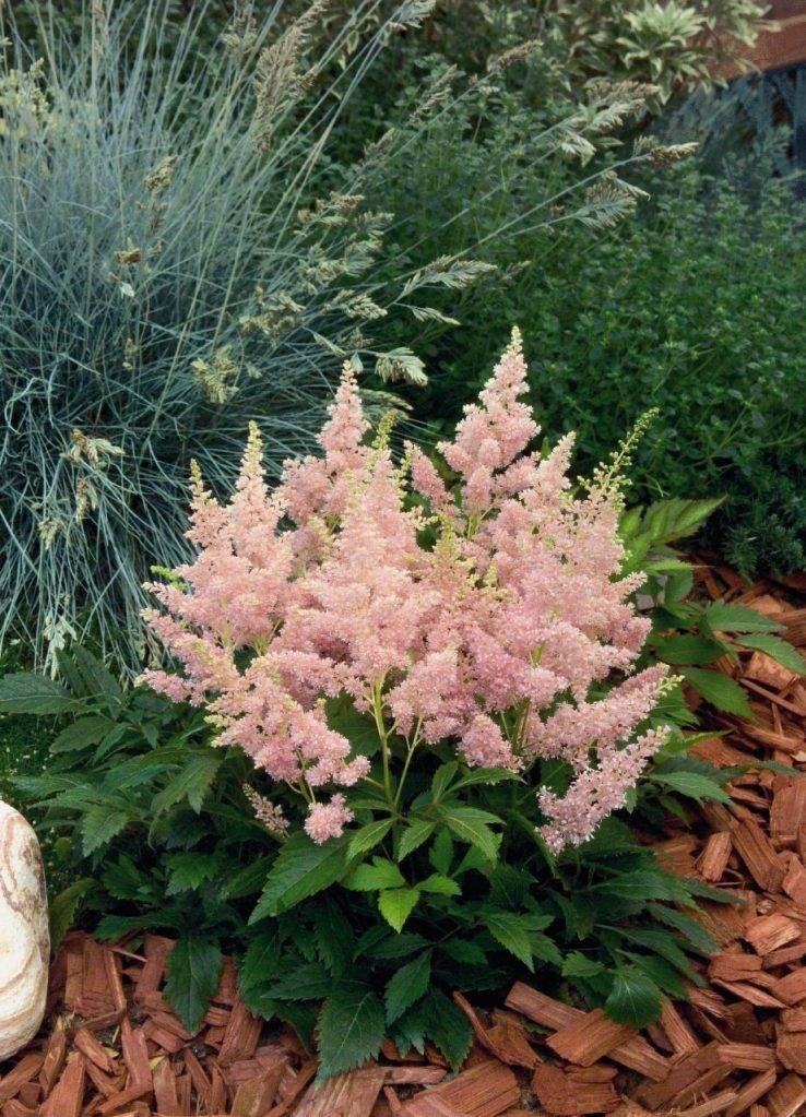 Растение астильба в дизайне сада: уход и размножение, популярные сорта для выращивания