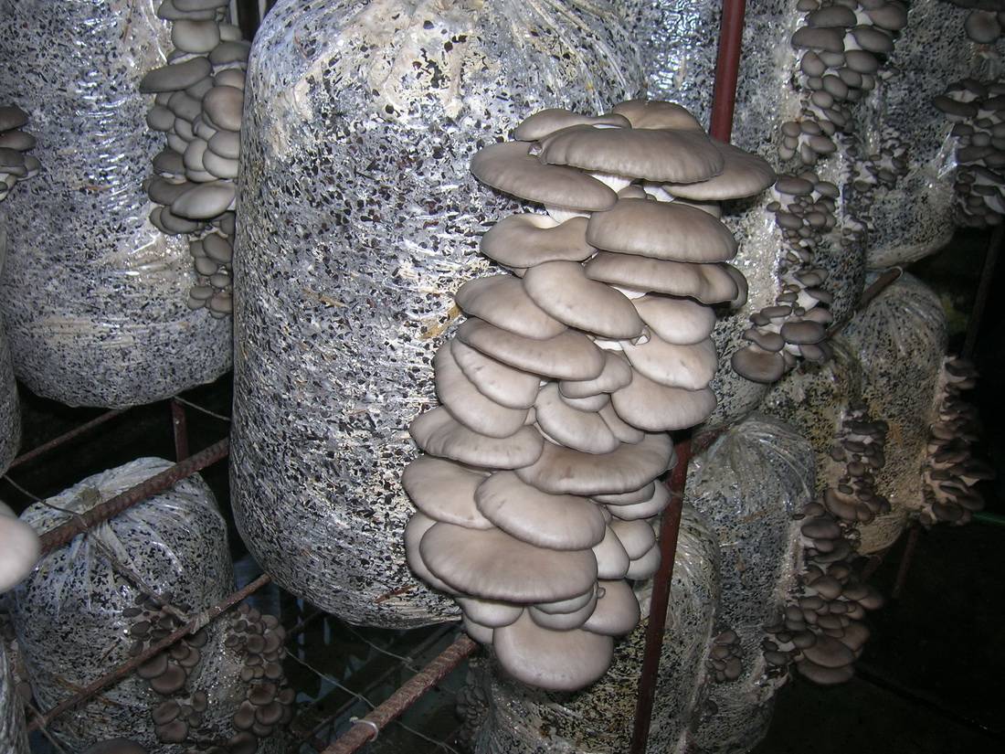 Как выращивать грибы в домашних условиях: посадка и разведение