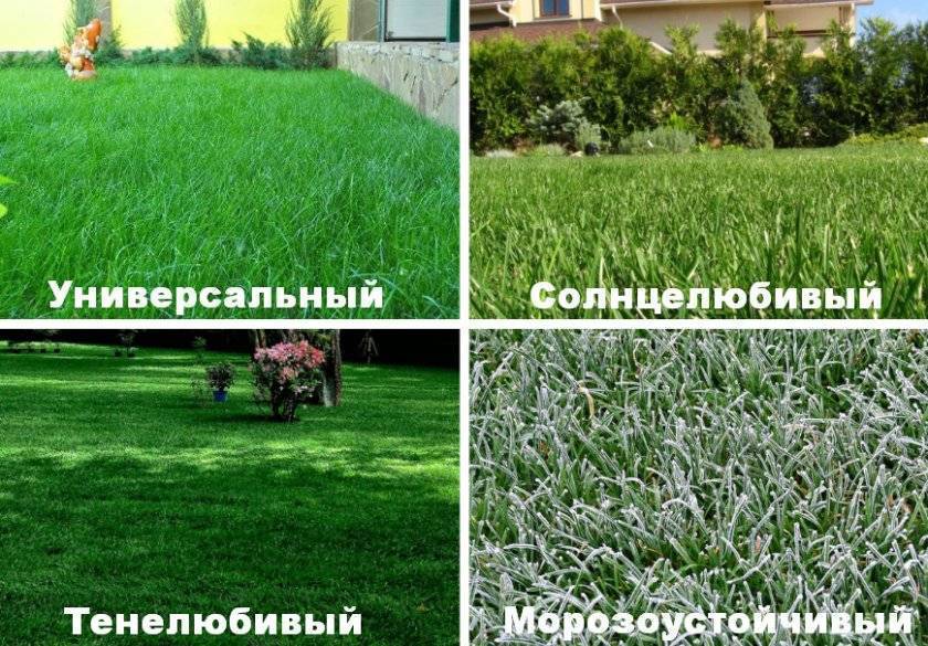 Какая газонная трава лучше и какие семена выбрать для газона на даче